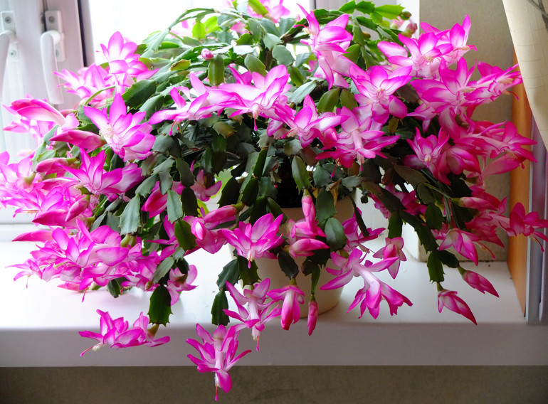 Яркие пятна в серой зиме :)