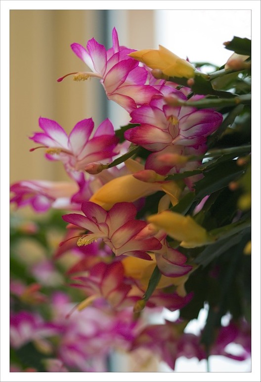 Яркие пятна в серой зиме :)