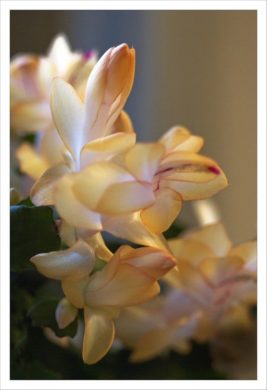 Яркие пятна в серой зиме :)