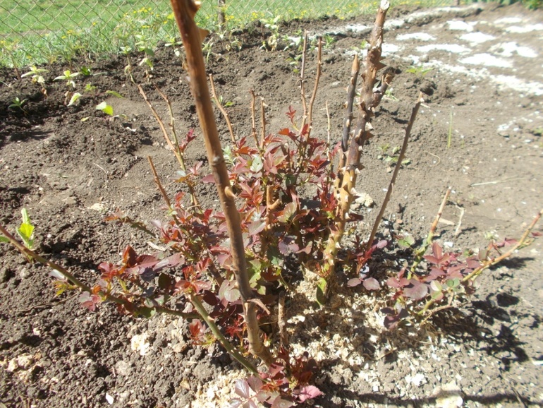 Про деревенскую жизнь)