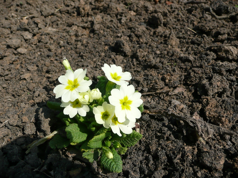 Весна идет...
