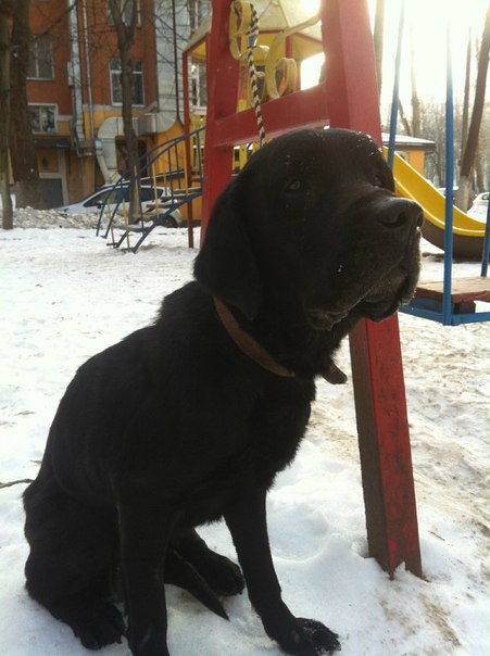 Помогите пожалуйста найти хозяина или новую семью!!!