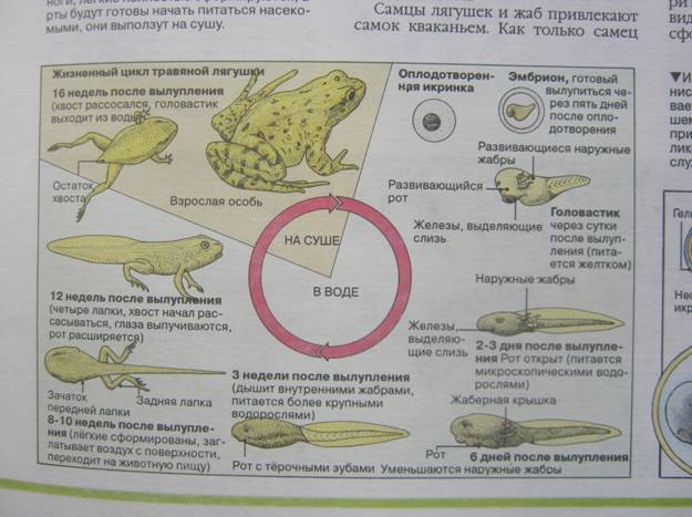 Схема развития лягушки 7 класс