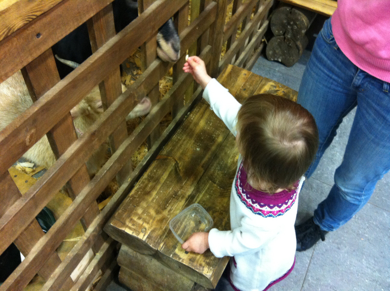 Контактный зоопарк г. Электросталь