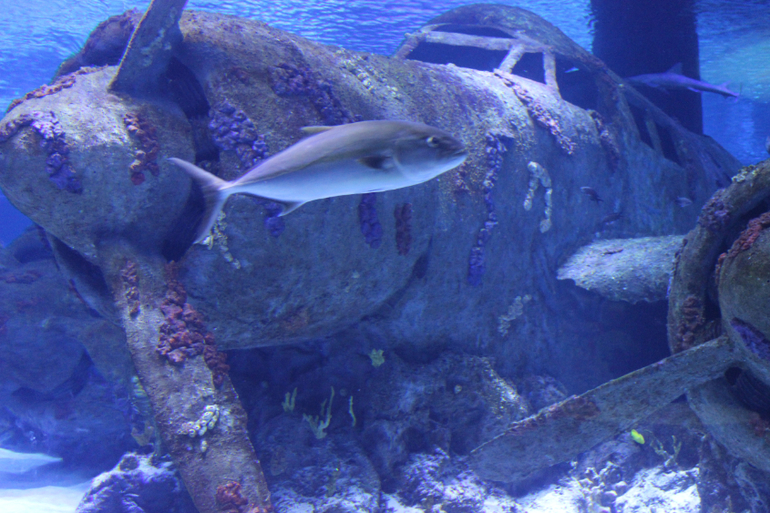 Океанариум в Анталии, водопад Куршунлу и озеро Нилуфер