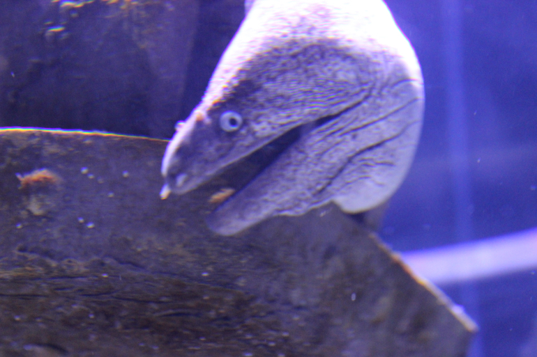 Океанариум в Анталии, водопад Куршунлу и озеро Нилуфер