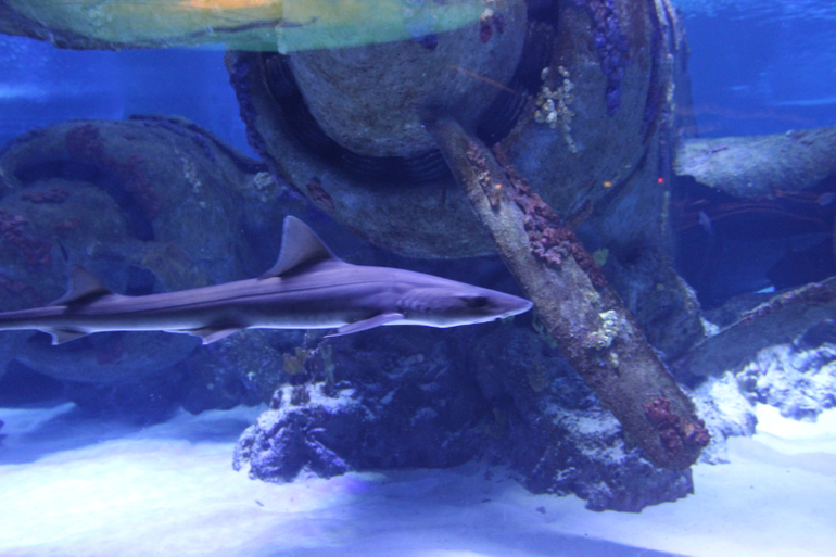 Океанариум в Анталии, водопад Куршунлу и озеро Нилуфер