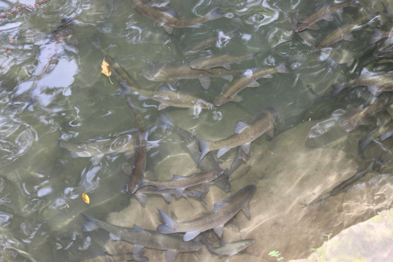 Океанариум в Анталии, водопад Куршунлу и озеро Нилуфер