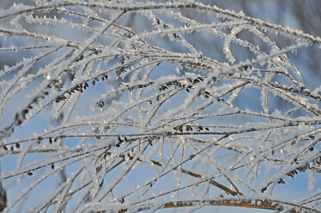 За окошком снегири греют куст рябиновый!!!!