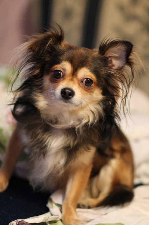 Пропала собака!!!