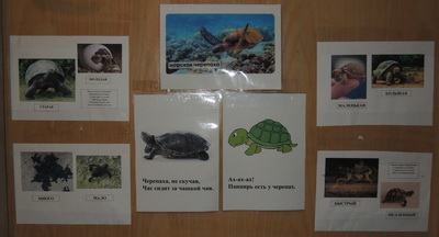 ТД 21 Куда спешит черепаха. 1г. 9 мес