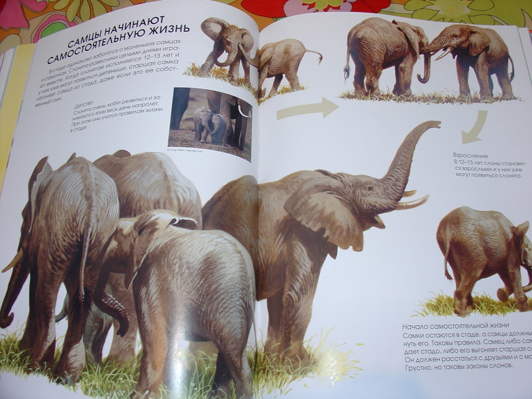 Мир животных, энциклопедия.