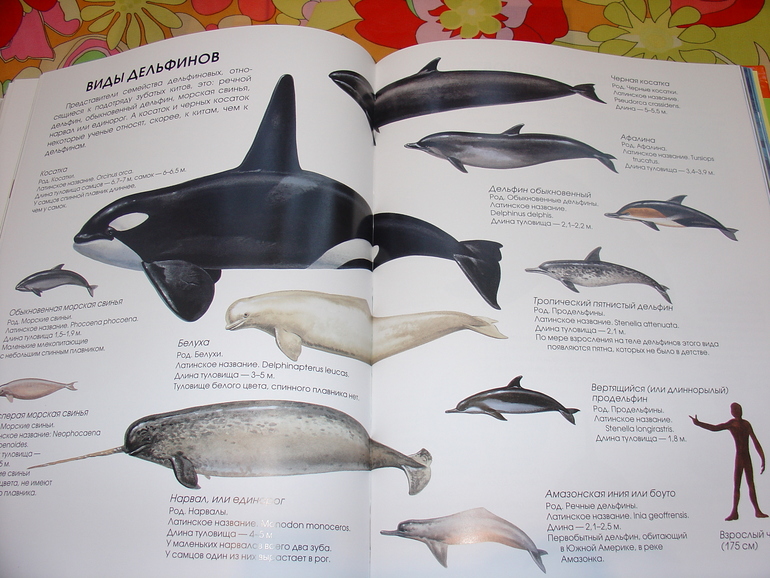 Мир животных, энциклопедия.