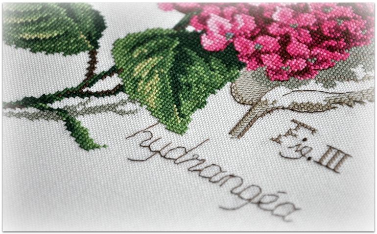 Гортензия, Véronique Enginger