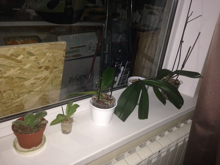 Что же делать с орхидеями????