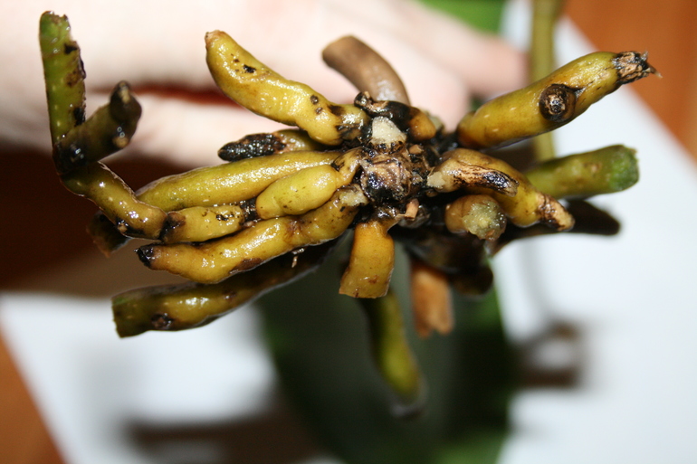 Девочки, беда с орхидеей!!!!