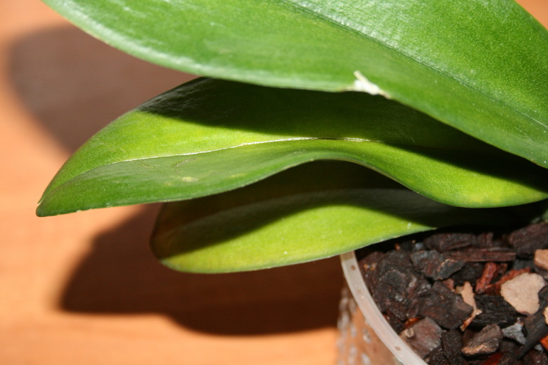 Пополнение в семе. Новая орхидейка. SOS.