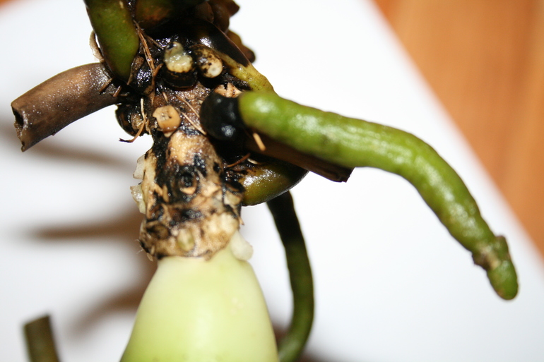 Девочки, беда с орхидеей!!!!