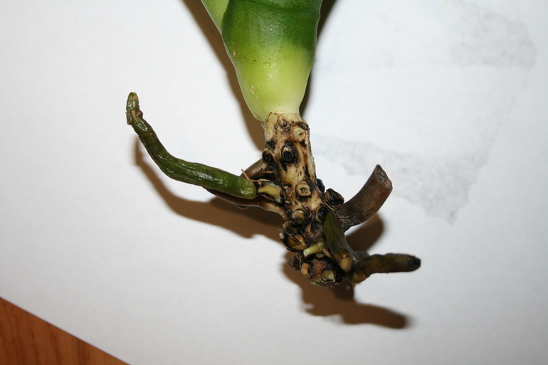 Девочки, теперь вообще худо. SOS! Орхидея.