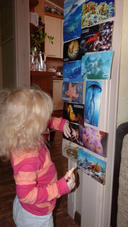 ТН Море: краб и черепаха. День 4