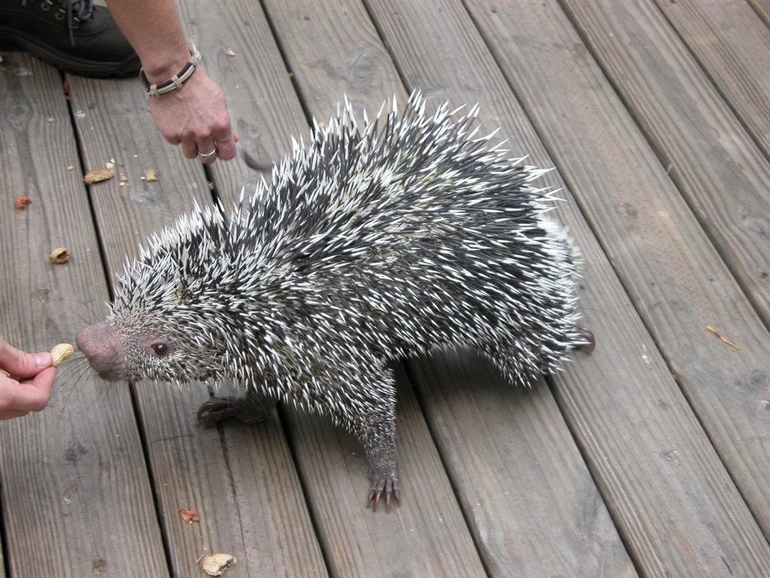 ОТКРЫТИЕ КОНТАКТНОГО ЗООПАРКА! КОНФЕТКА