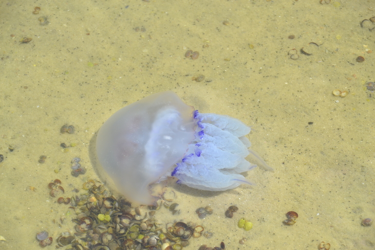 Пляжные игры