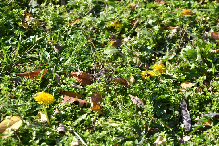 Одуванчики