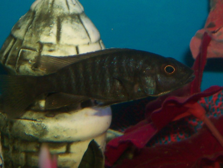 Помогите пожалуйста определить какие у нас рыбки живут?