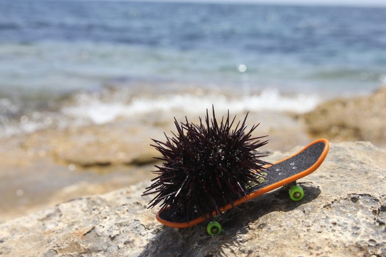 пловцы мои любимые)