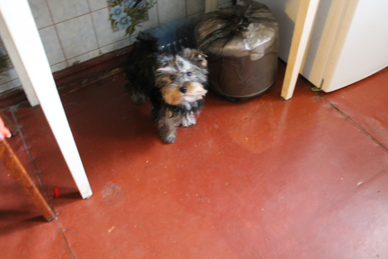 Привет от Зефирки