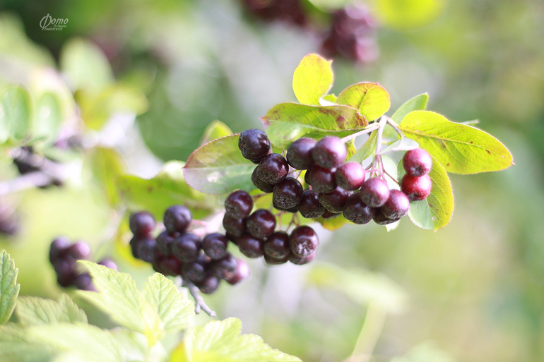 Ягодно-фруктовое