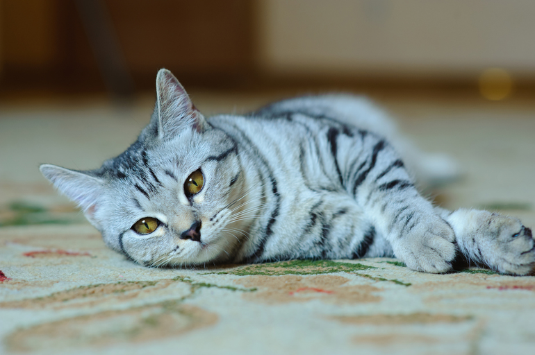 обидно стало за мой кошачий шерпотреб( и какой вид стерилизации лучше?