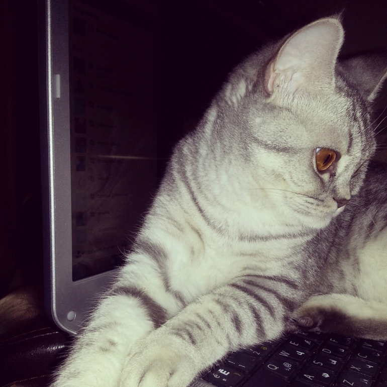 обидно стало за мой кошачий шерпотреб( и какой вид стерилизации лучше?