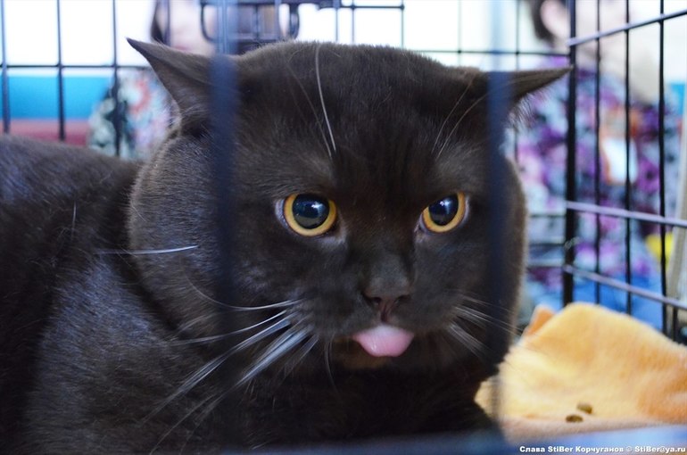 Выставка кошек