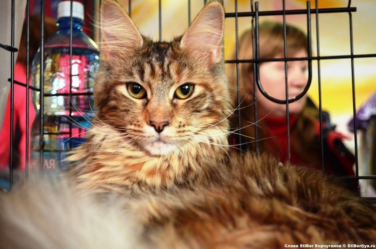 Выставка кошек