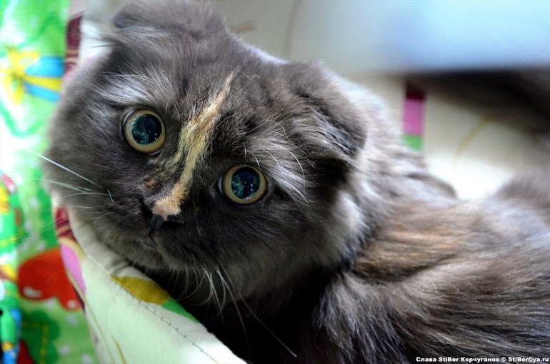 Выставка кошек