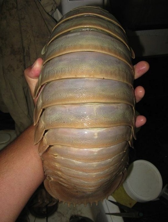 21 животное, о которых вы не знали.