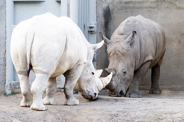 У природы кончились краски.