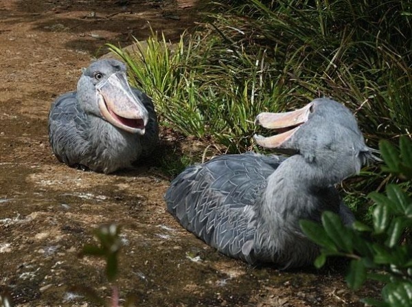 21 животное, о которых вы не знали.