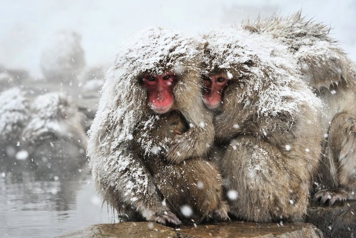 Обезьяний SPA