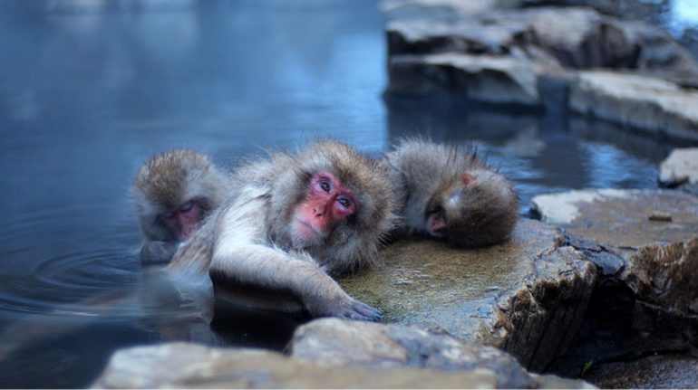 Обезьяний SPA