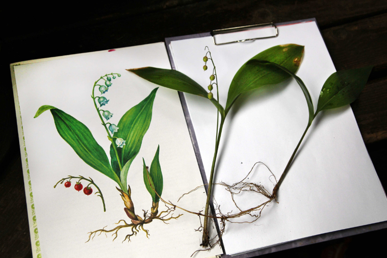 Тематические занятия ЦЫЕТЫ, часть 5, ЛАНДЫШ и ЖАСМИН