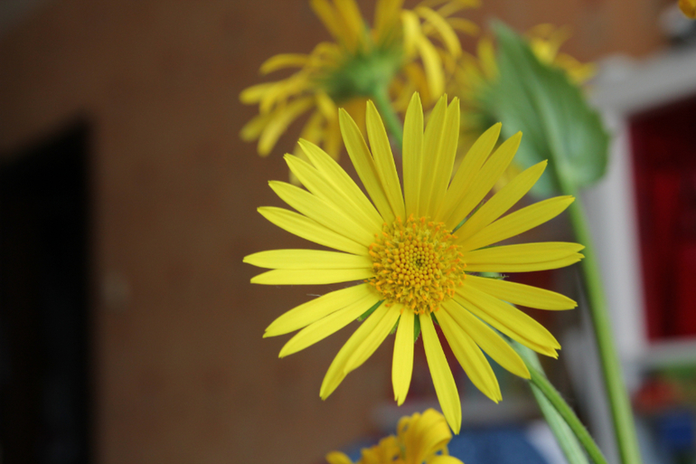 Тематические занятия ЦВЕТЫ, часть 1, вводная)))