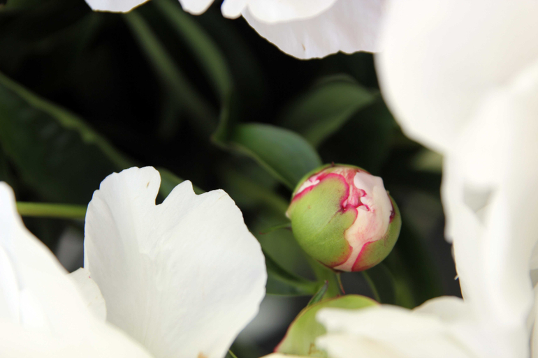 Тематические занятия ЦВЕТЫ, часть 1, вводная)))