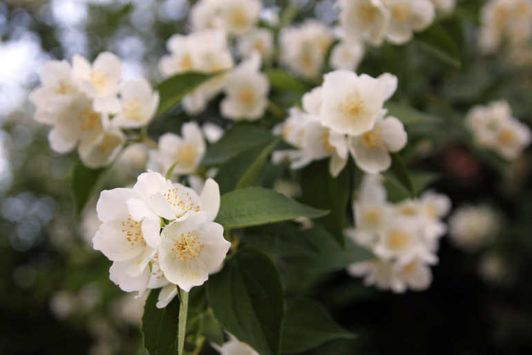 Тематические занятия ЦЫЕТЫ, часть 5, ЛАНДЫШ и ЖАСМИН