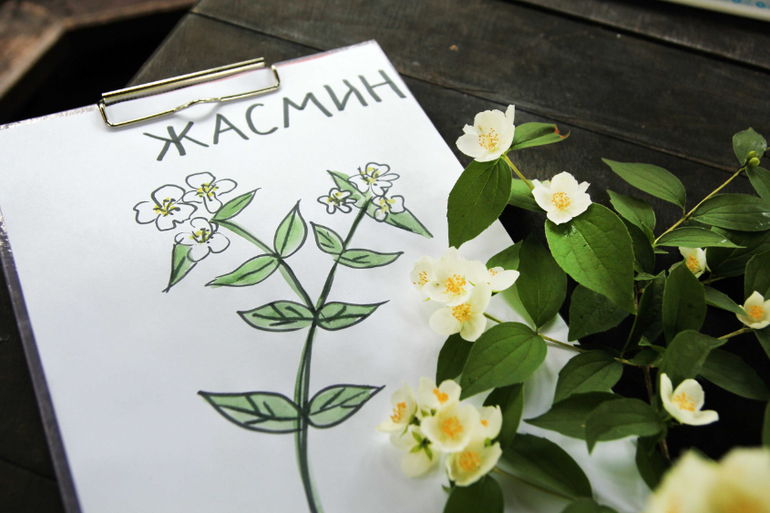 Тематические занятия ЦЫЕТЫ, часть 5, ЛАНДЫШ и ЖАСМИН