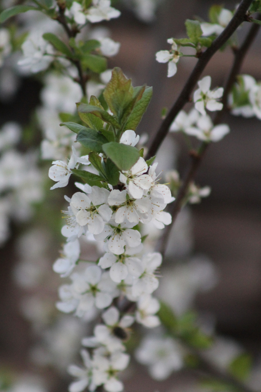 А у нас а у нас живет щенок)))))))))