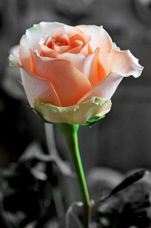 Как нарисовать розу?