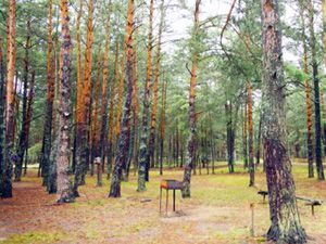 Продажа элитных участков в Репино В поселке Репино на продажу выставлено более 10 земельных объектов.