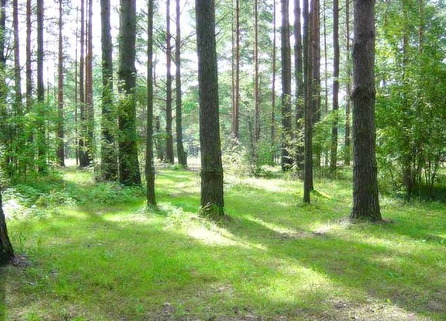 Курортный р-н, Зеленогорск, улица Танкистов Участок 17 соток Цена 10.9 млн.руб.